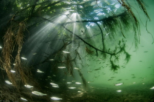freshwater "mangrove" (Hérault, France) by Mathieu Foulquié 